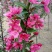 木瓜海棠2~4cm价格木瓜小苗规格种植木瓜小苗基地