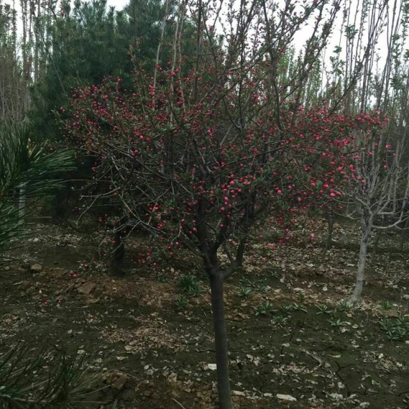 木瓜海棠2~4cm价格木瓜小苗规格种植木瓜小苗基地