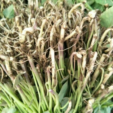 红薯苗15~25cm