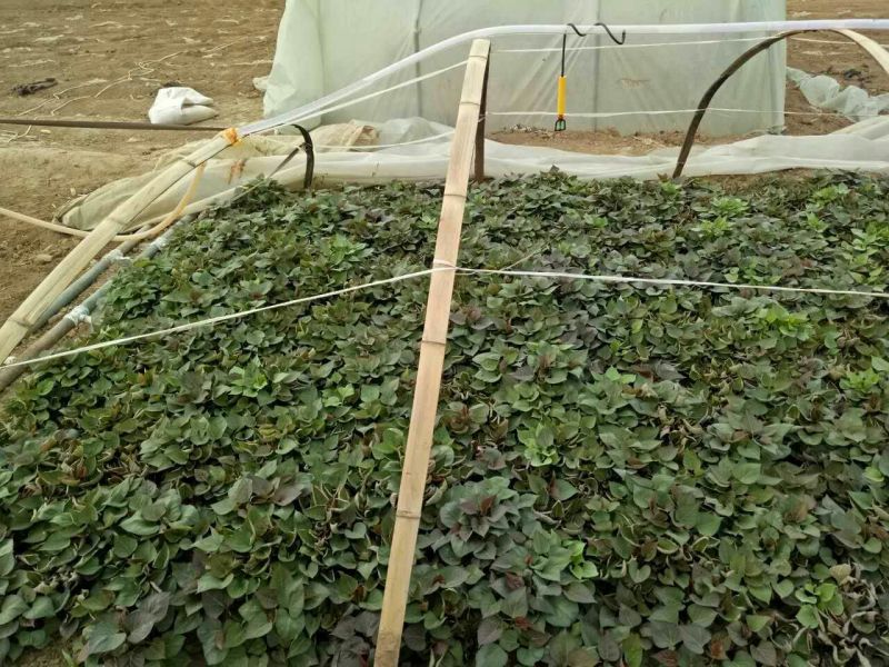 红薯苗15~25cm