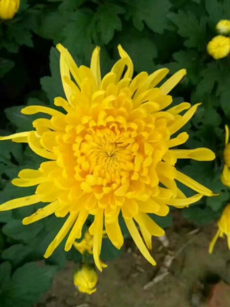 菊花茶特级
