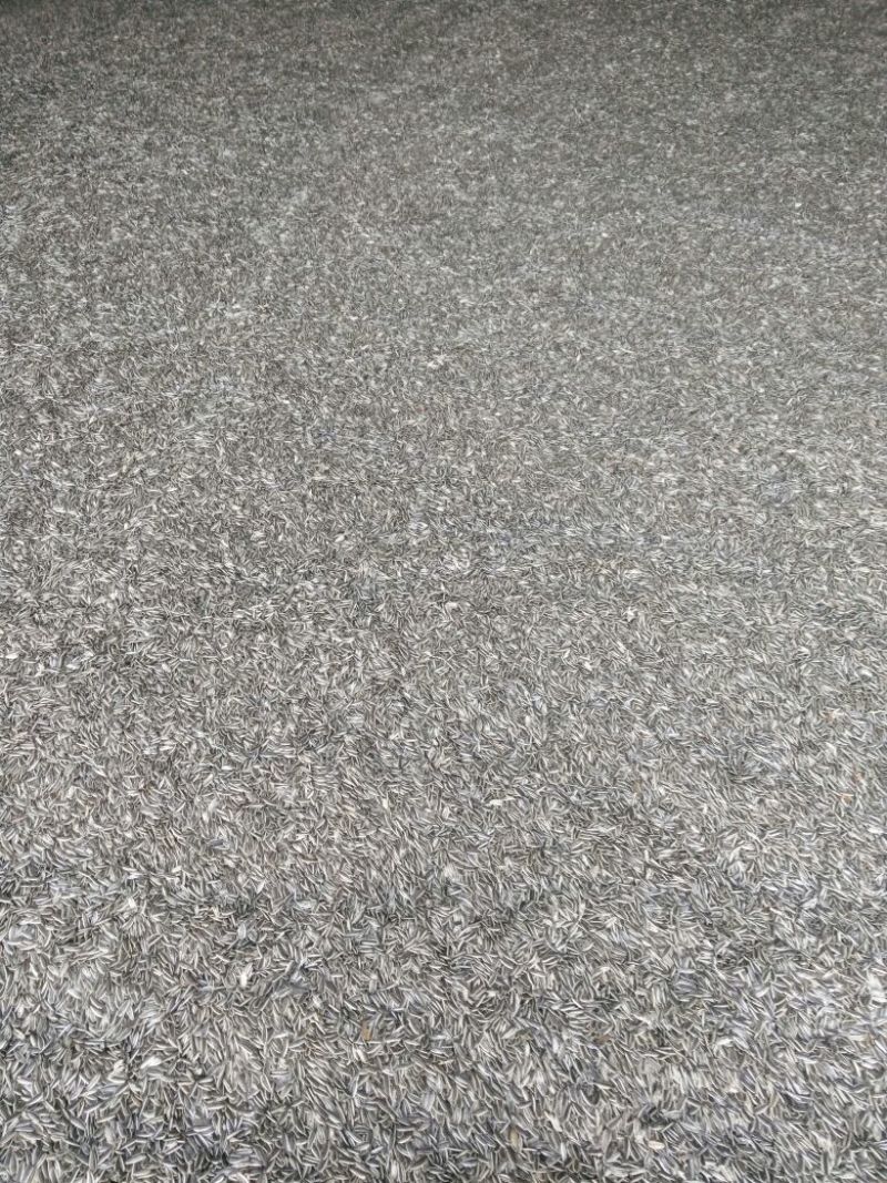 食葵100~150cm