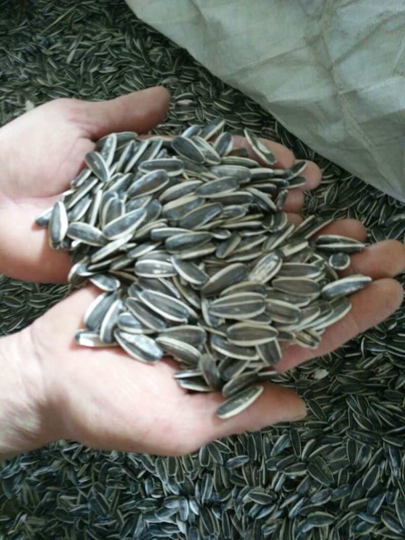 食葵100~150cm