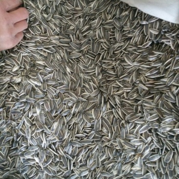 食葵100~150cm