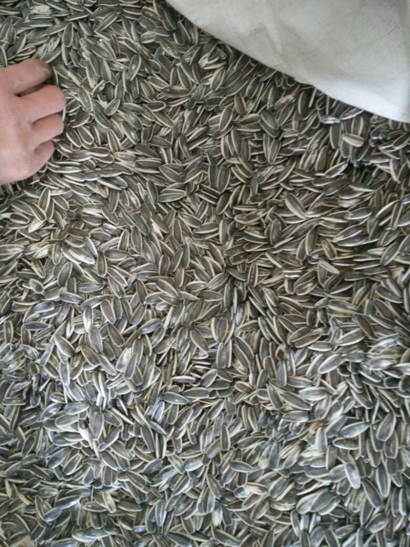 食葵100~150cm