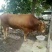 鲁西黄牛200~300kg