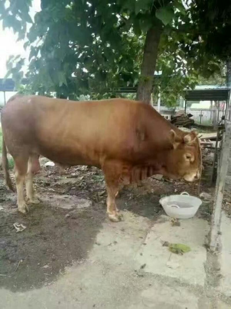 鲁西黄牛200~300kg
