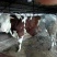 鲁西黄牛200~300kg