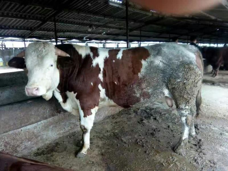 鲁西黄牛200~300kg