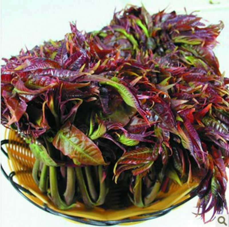 红油香椿树51~80cm