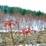 红油香椿树51~80cm