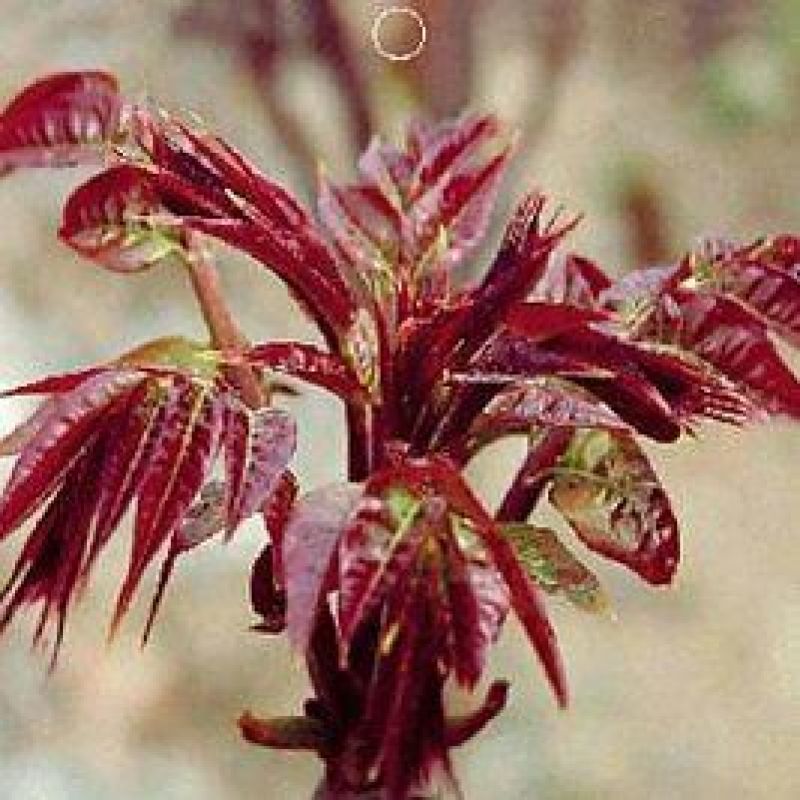 红油香椿树51~80cm