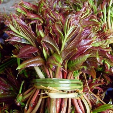 红油香椿树51~80cm