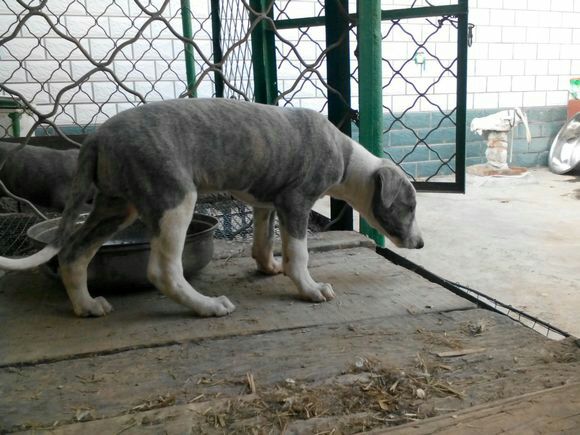 山东济宁市梁山县格力犬 公批发_珍禽养殖基地