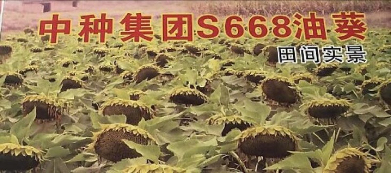 向日葵种子