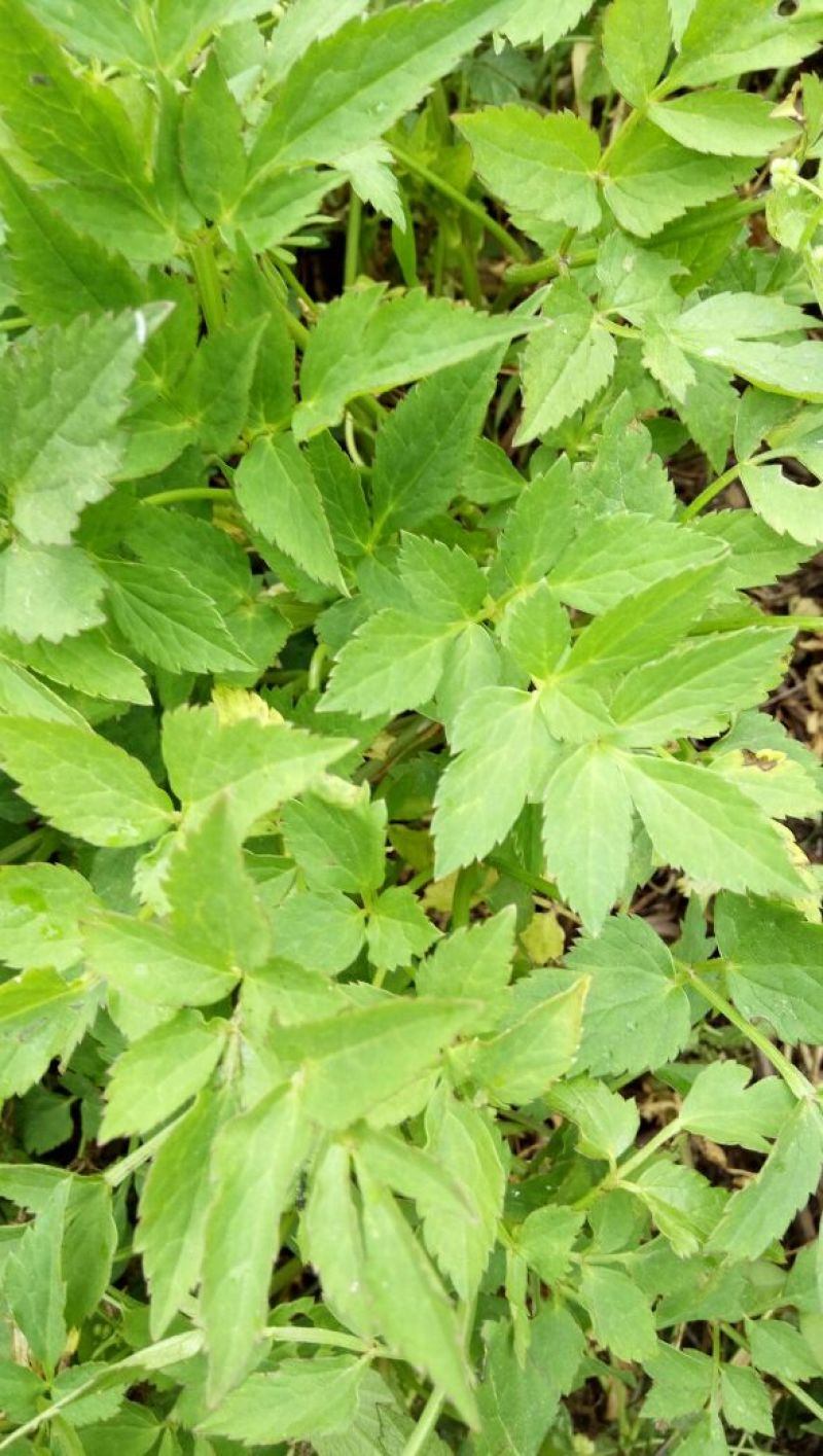 水芹40cm以上