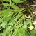 水芹40cm以上