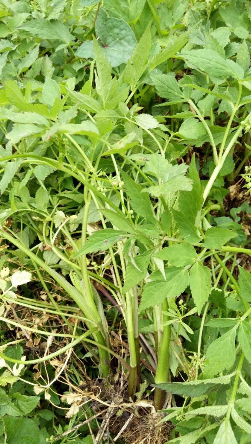 水芹40cm以上