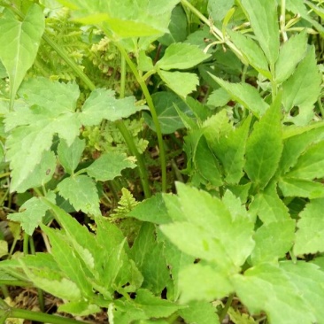 水芹40cm以上