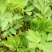 水芹40cm以上