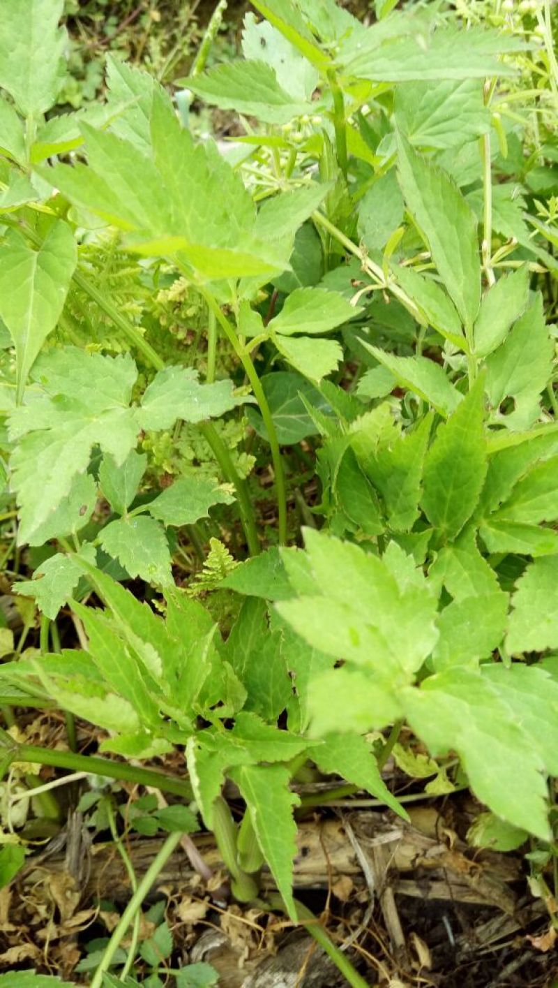 水芹40cm以上