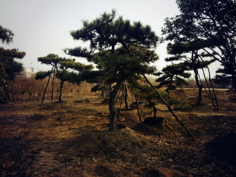 黑松油松造型松造型松公园绿化小区造型用途广