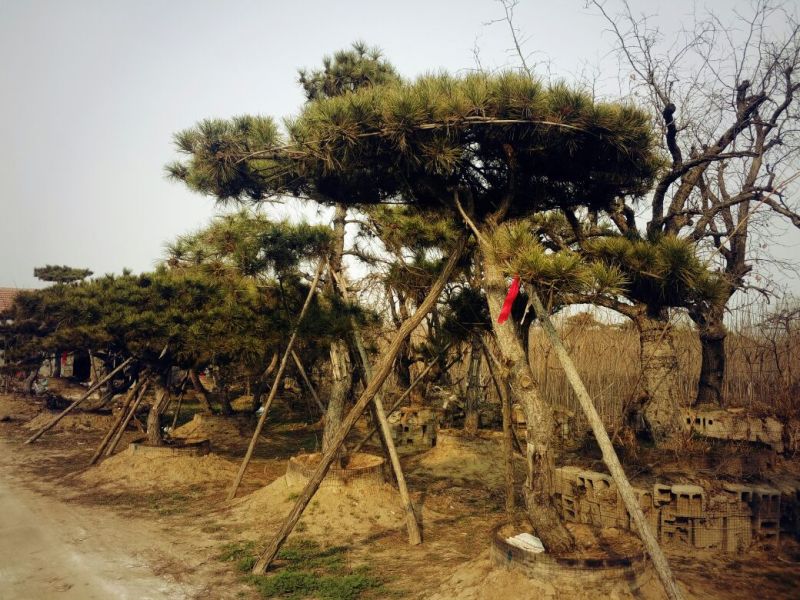 黑松油松造型松造型松公园绿化小区造型用途广