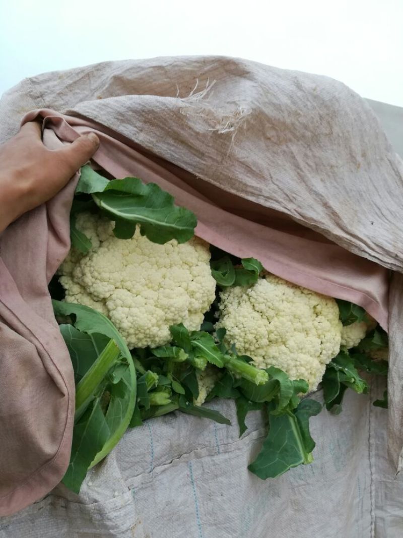【精品】松花菜河北邯郸松花产地松花产地低价出售