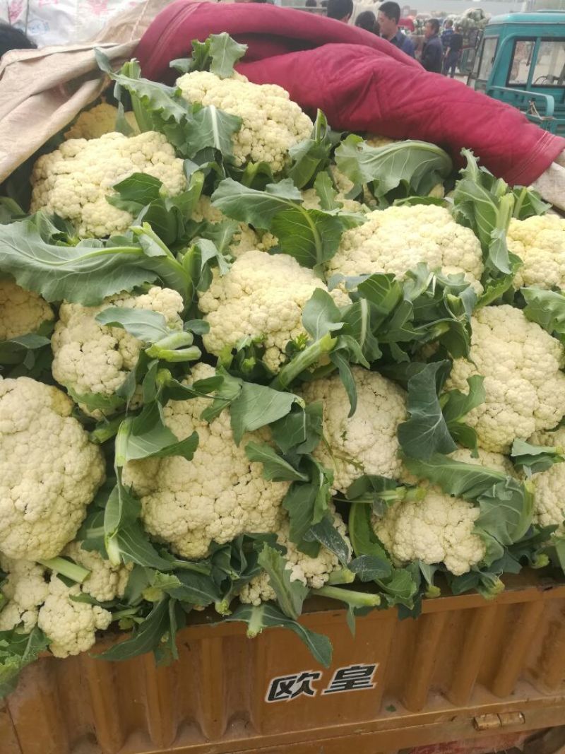 【精品】松花菜河北邯郸松花产地松花产地低价出售