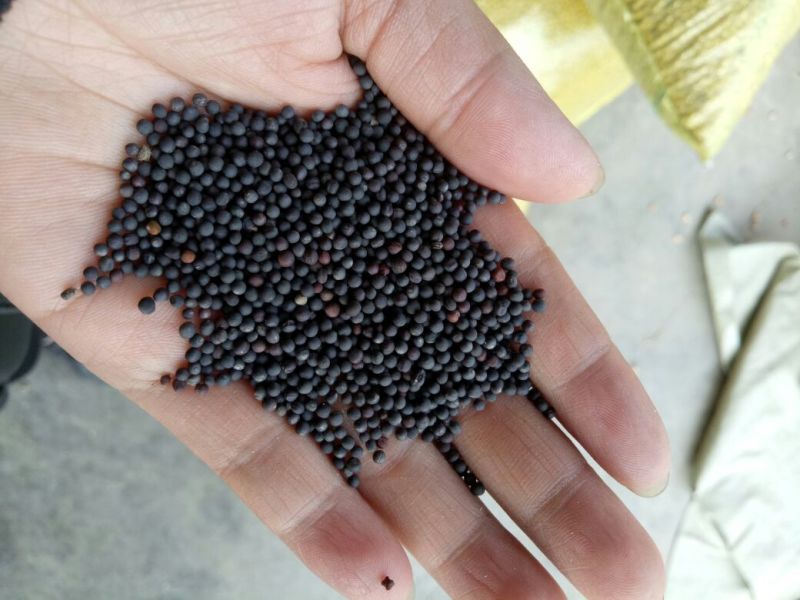 油菜籽1