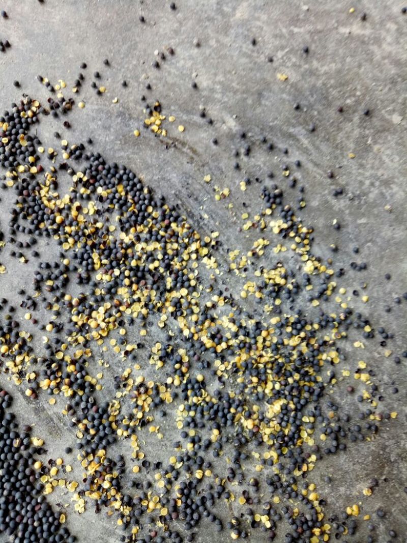 油菜籽1