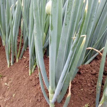 长白大葱毛葱2cm左右40cm以上