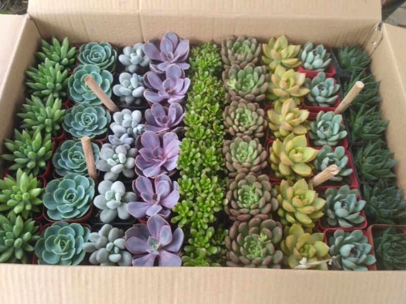 多肉植物含盆