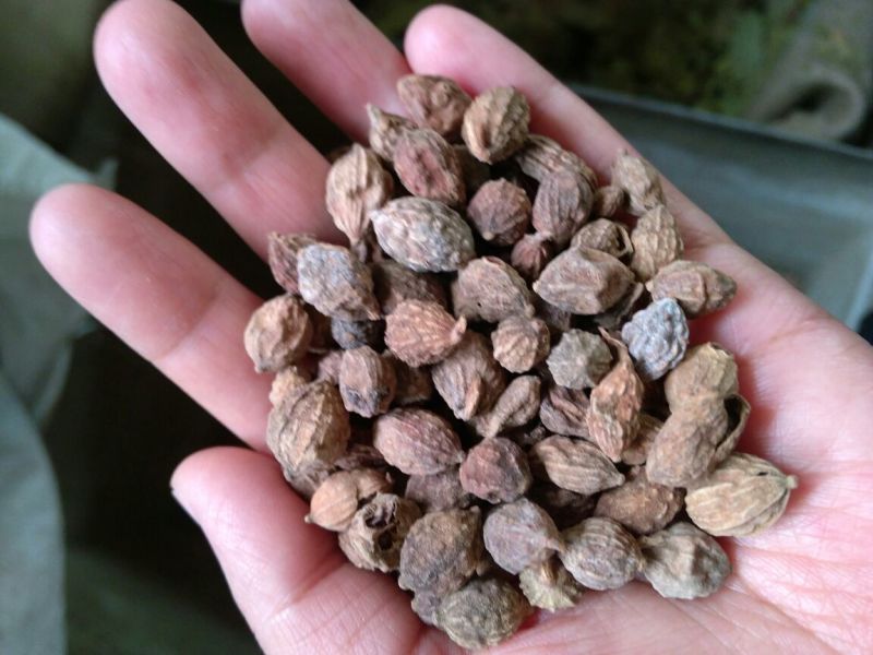 益智仁海南选货药食同源2斤起包邮量大从优