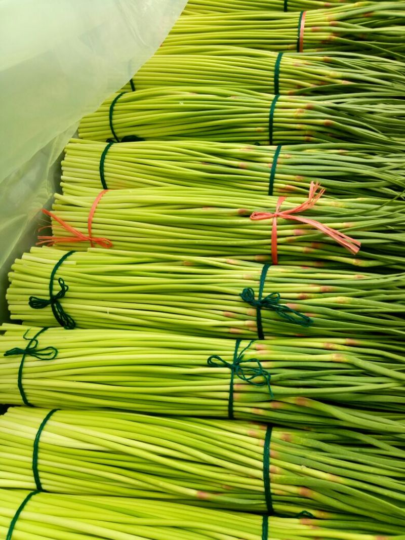 精品红帽蒜苔新蒜薹长度70公分产区一手货源大量供应