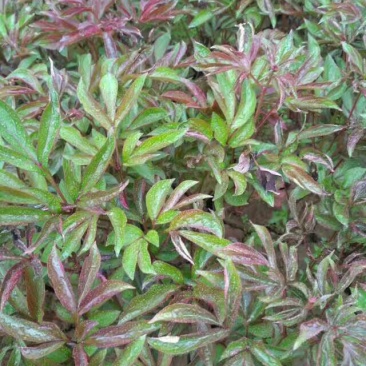 芍药干花30~50cm