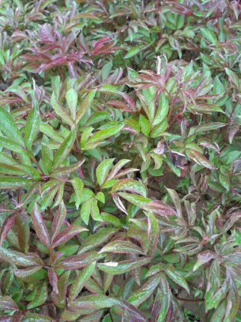 芍药干花30~50cm