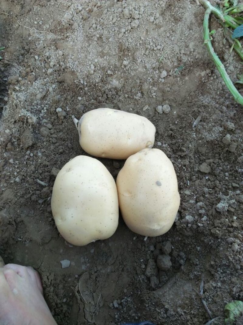 荷兰十五.中薯5号土豆2两以上精品