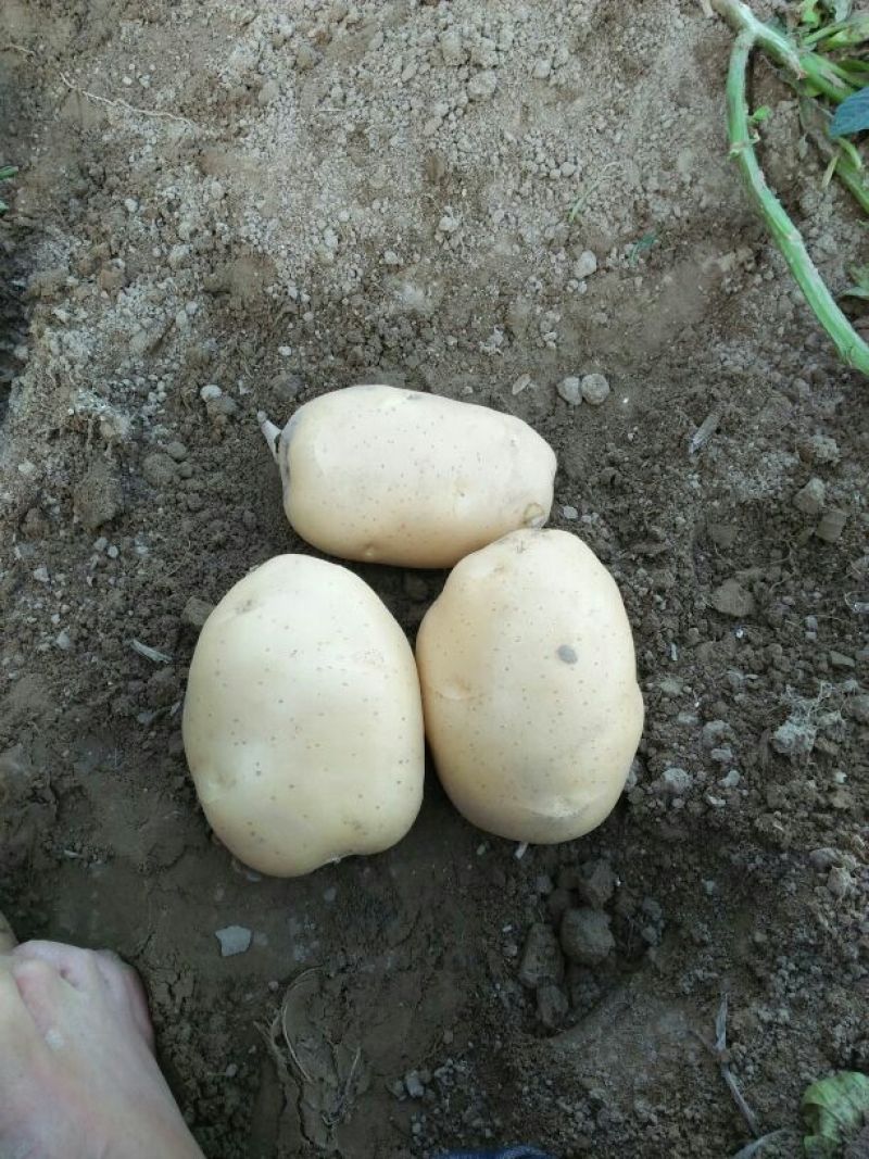 荷兰十五.中薯5号土豆2两以上精品