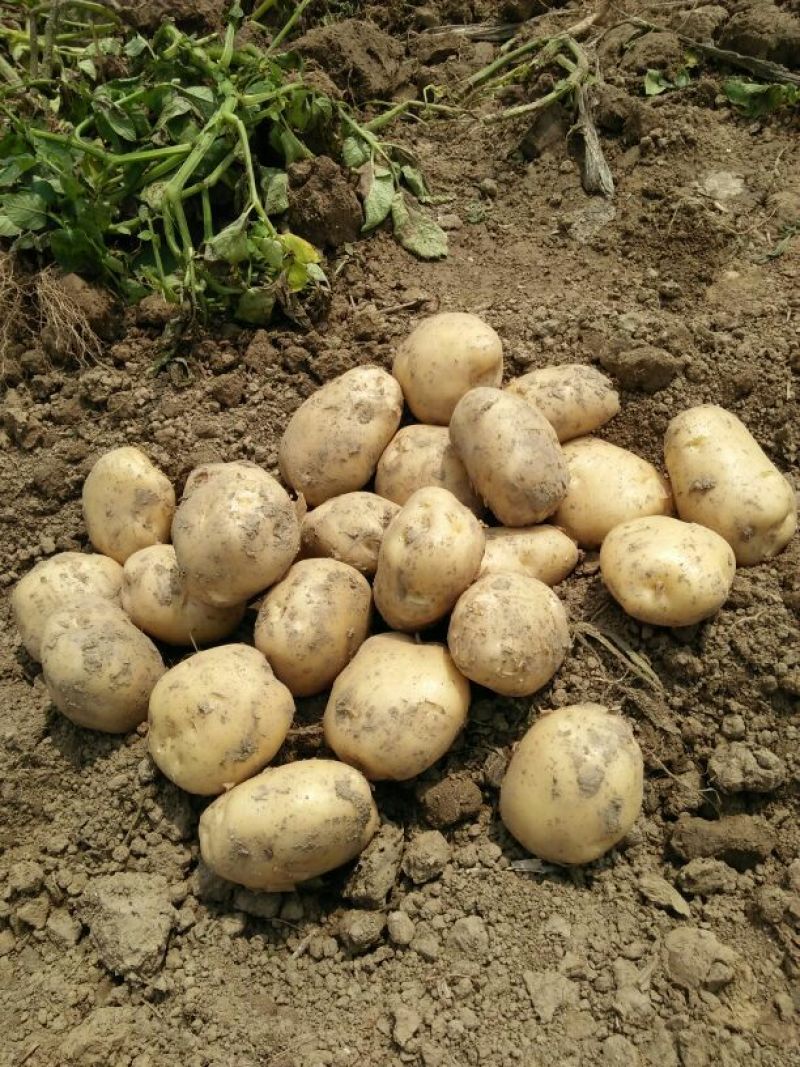 荷兰十五.中薯5号土豆2两以上精品