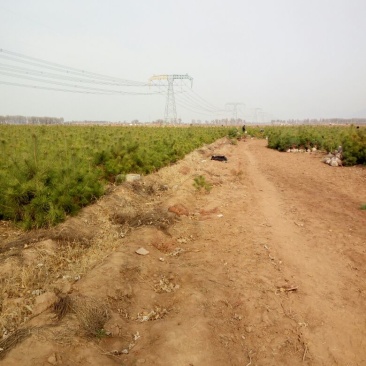 松树1.5~2m