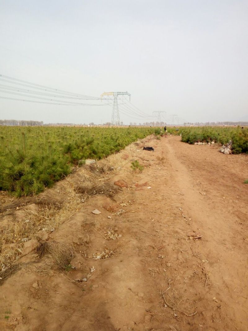 松树1.5~2m