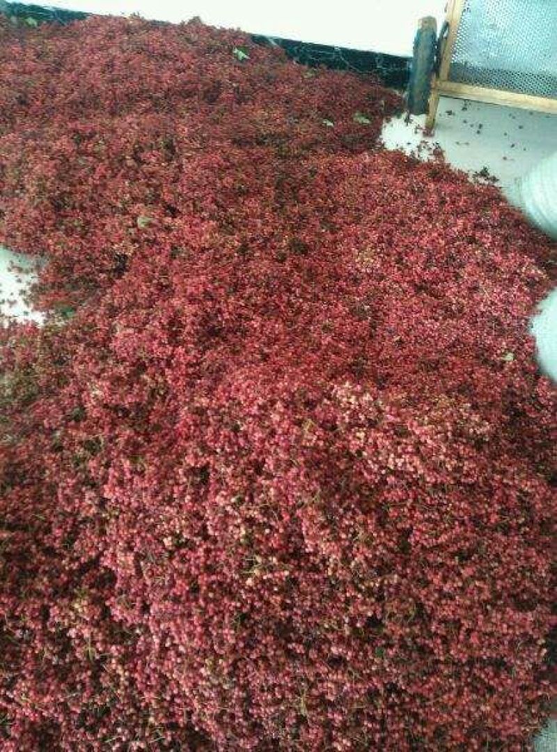 大红袍鲜花椒