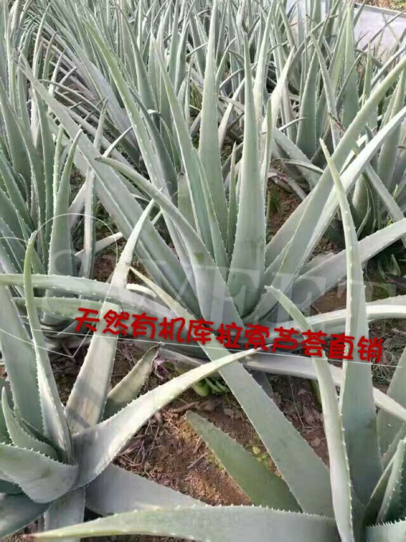 芦荟柱形20cm以上