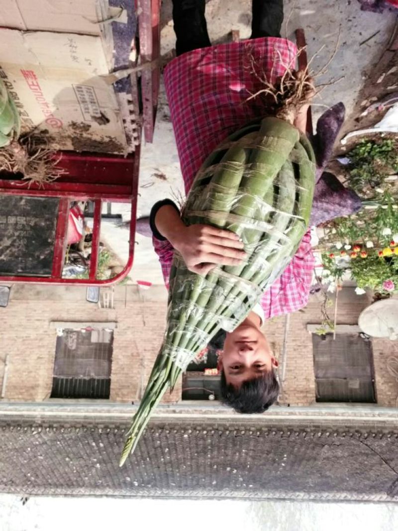 芦荟柱形20cm以上