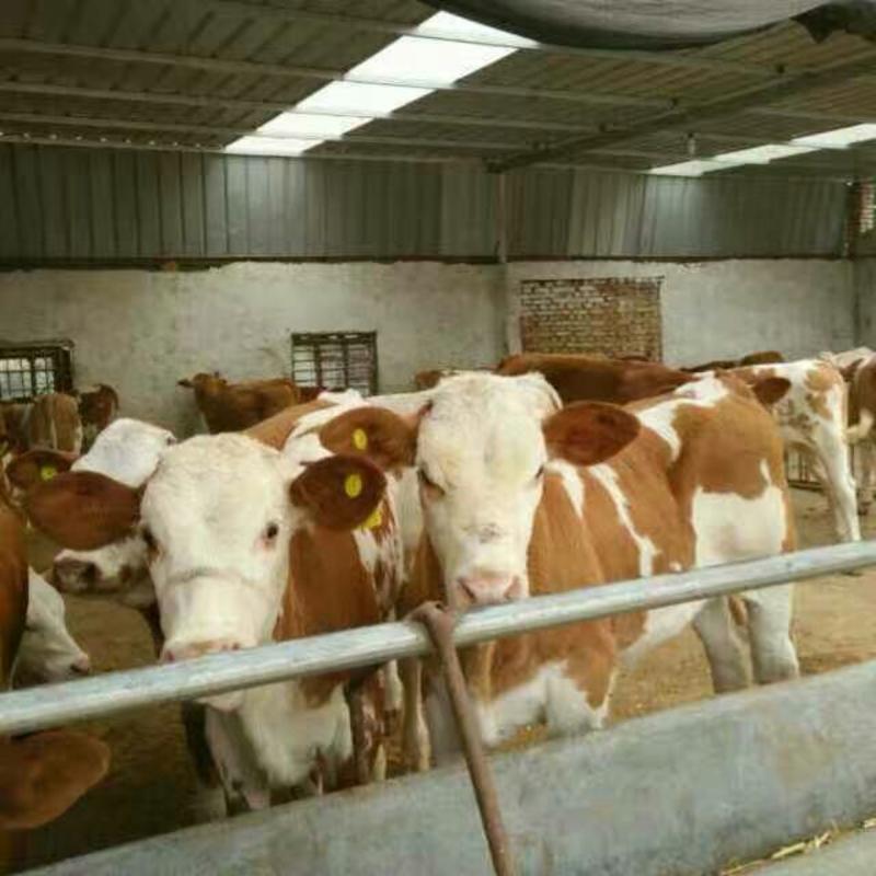 西门塔尔牛200~600斤牛犊大小都有，产地直供