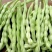 九粒白芸豆20cm以上