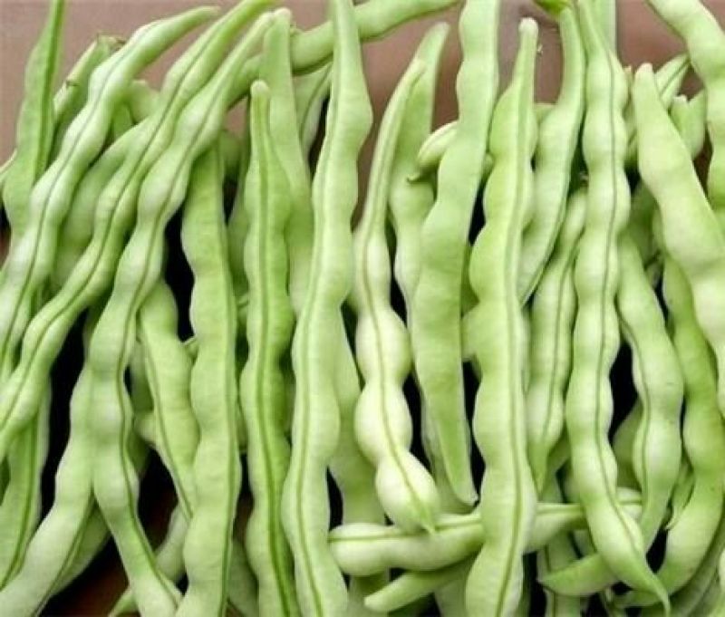 九粒白芸豆20cm以上