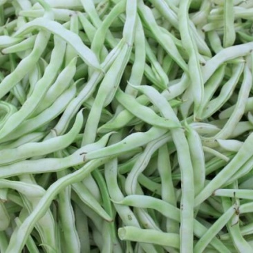 九粒白芸豆20cm以上