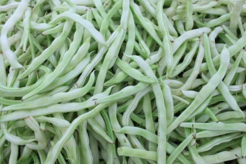 九粒白芸豆20cm以上